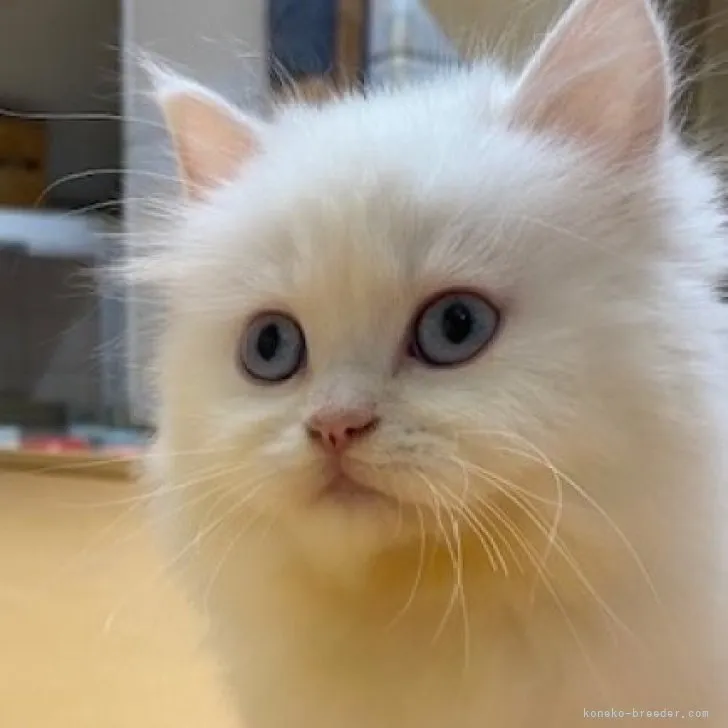 ID:2306-00168の子猫