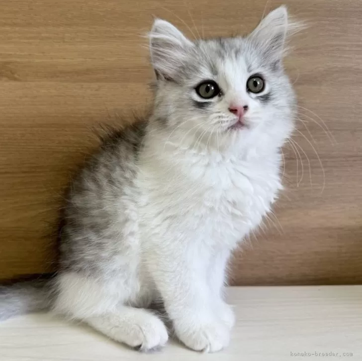 ID:2405-00746の子猫