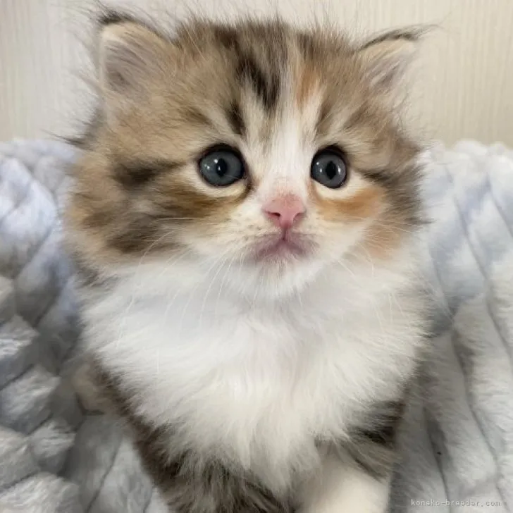 ID:2310-01383の子猫