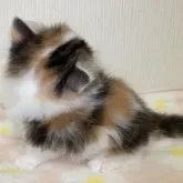 サイベリアン【千葉県・女の子・2023年9月16日・キャリコ】の写真5