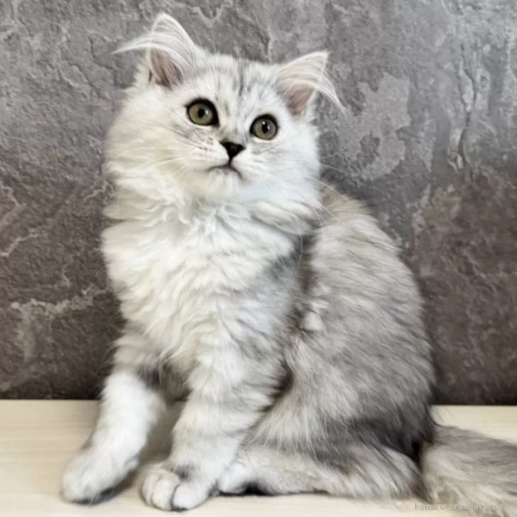 ID:2502-00025の子猫