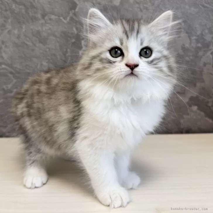 ID:2504-00123の子猫
