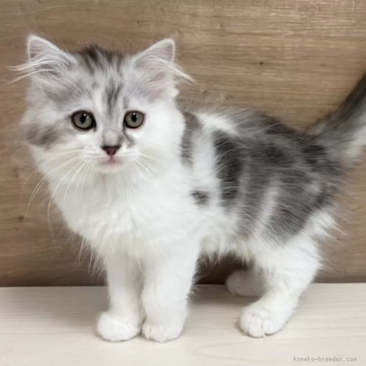 ID:2502-00023の子猫
