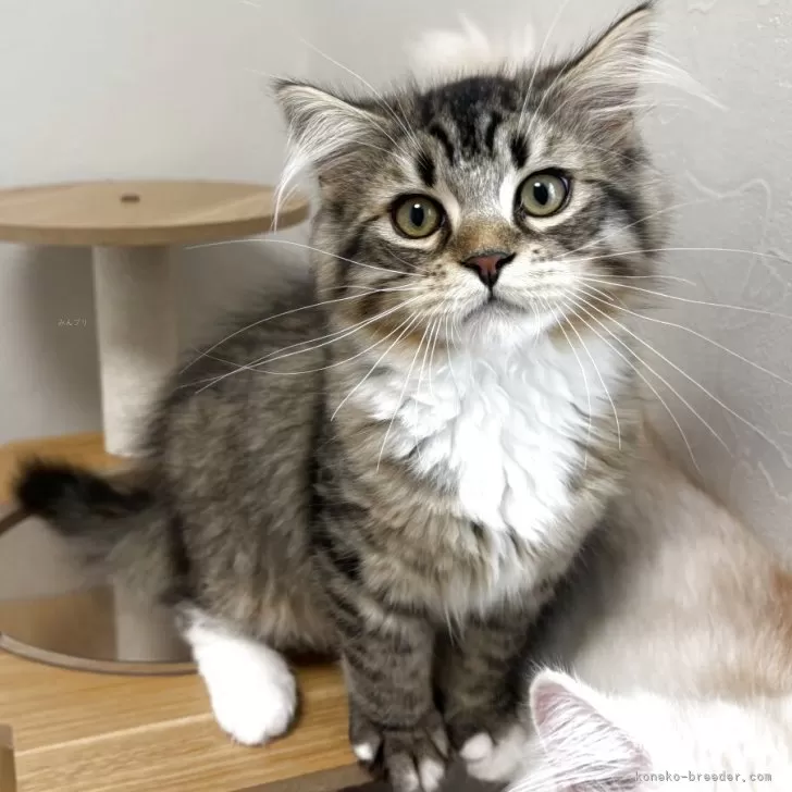 ID:2502-01908の子猫