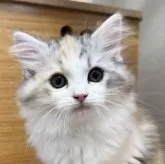 サイベリアン【千葉県・女の子・2025年2月5日・ブラウンパッチドタビー&ホワイト】の写真3
