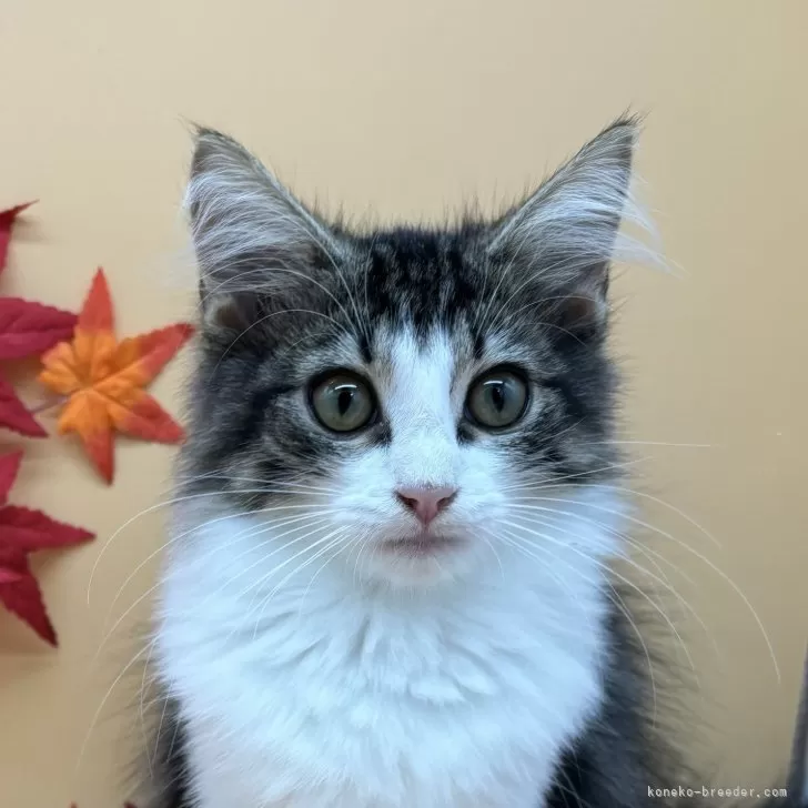 ID:2409-02958の子猫