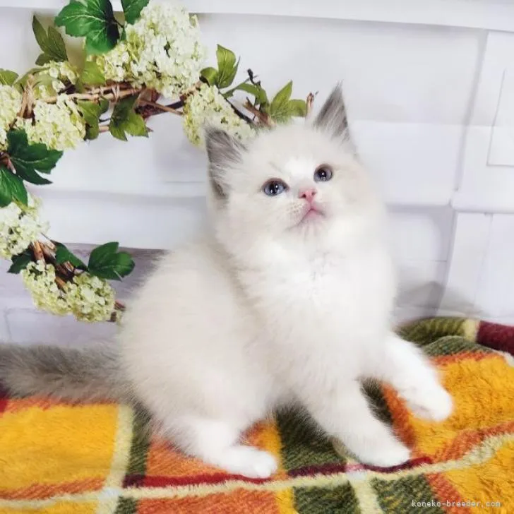 ID:2301-01019の子猫