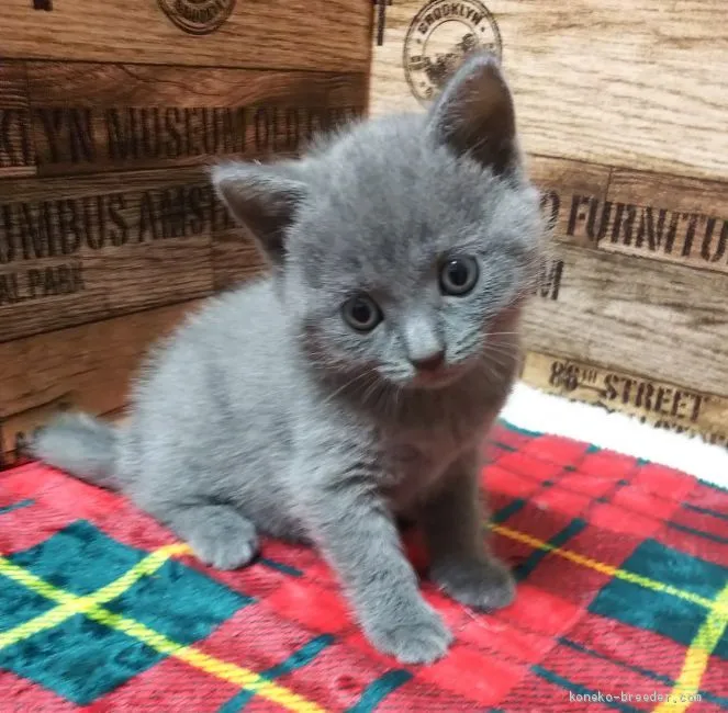 ID：2007-00763の子猫