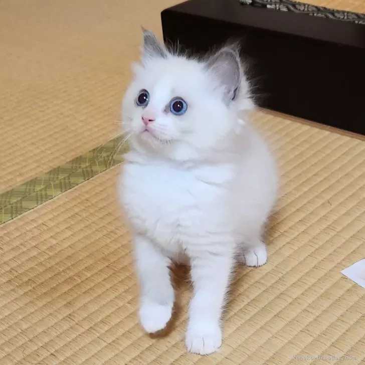 r1e 様のお迎えした子猫