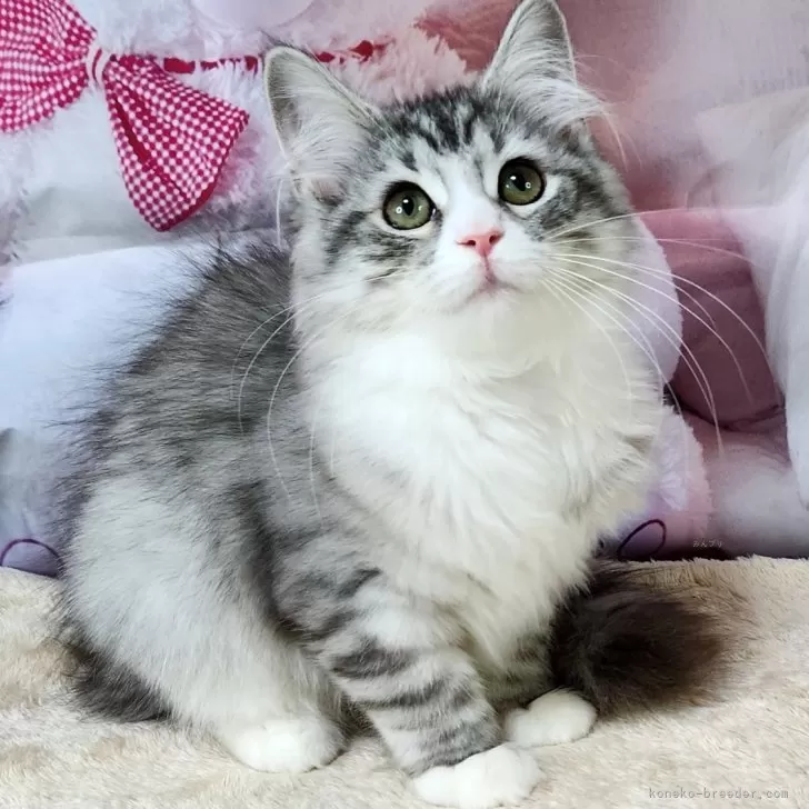 ID:2406-00148の子猫