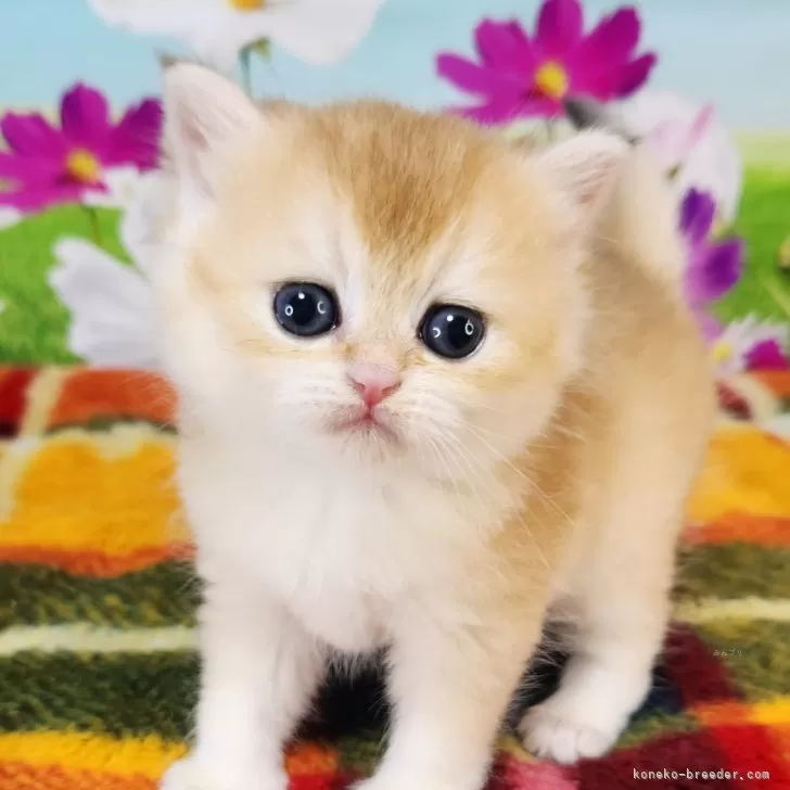 ID:2408-03008の子猫
