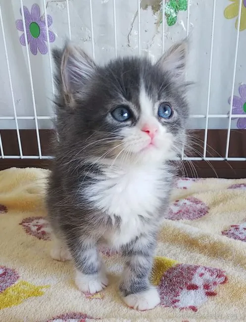 ID:2104-00265の子猫
