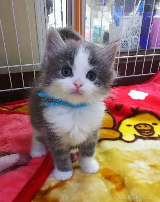 ID:2011-01736の子猫