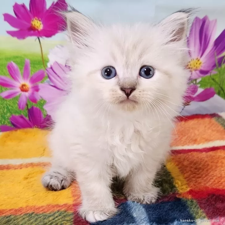 ID:2411-00493の子猫