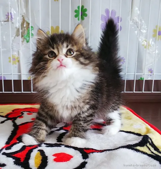 ID:2103-01558の子猫