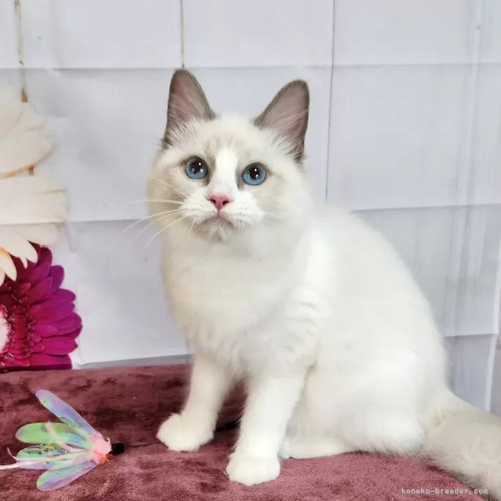 ID:2407-01709の子猫