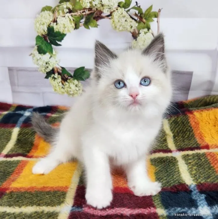 ID:2301-01018の子猫