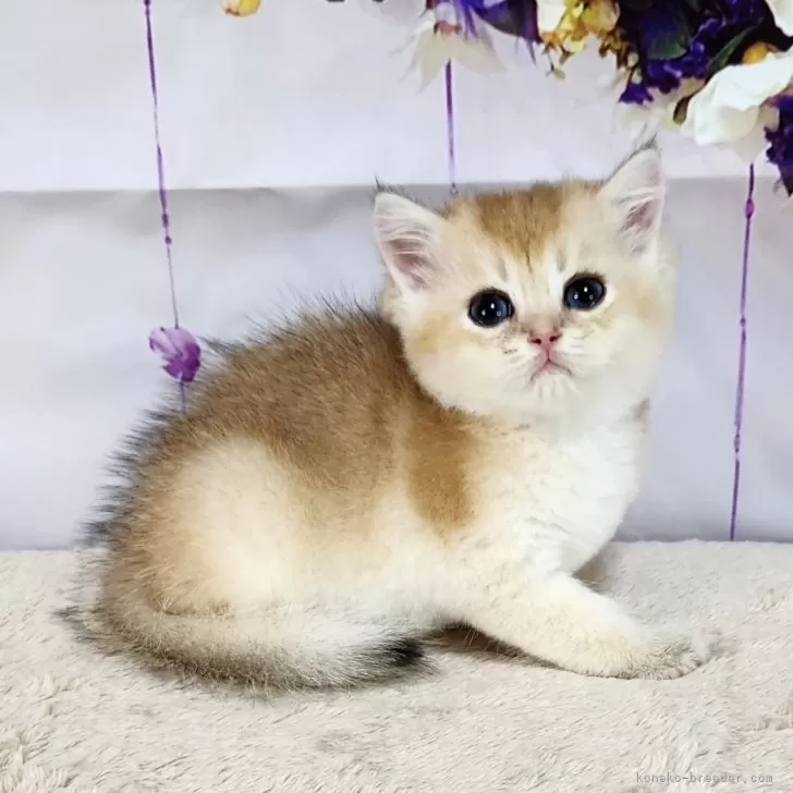 ID:2405-00958の子猫