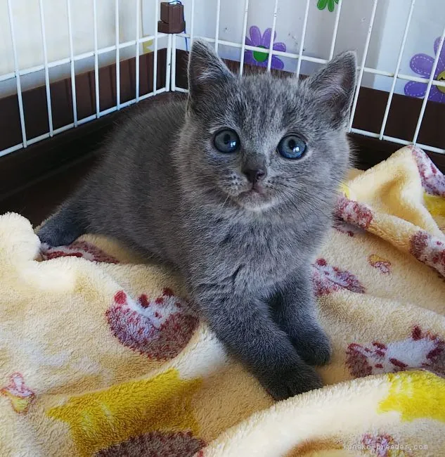ID:2102-00332の子猫