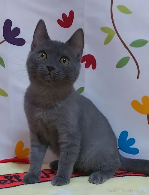 ID:2109-02622の子猫