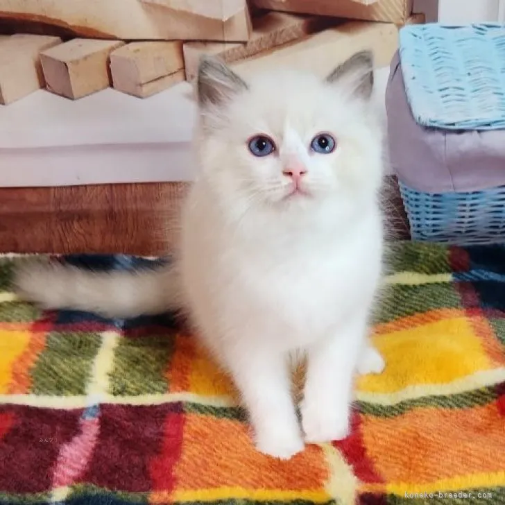 ID:2308-02959の子猫