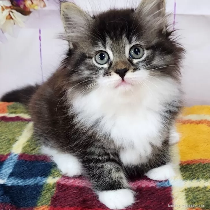 ID：2409-02058の子猫
