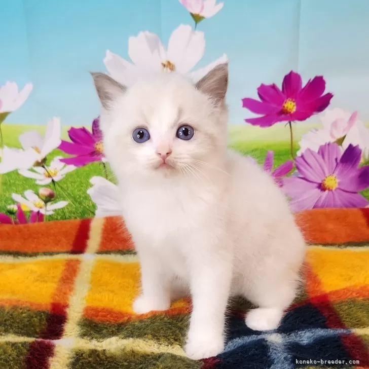ID:2408-01830の子猫