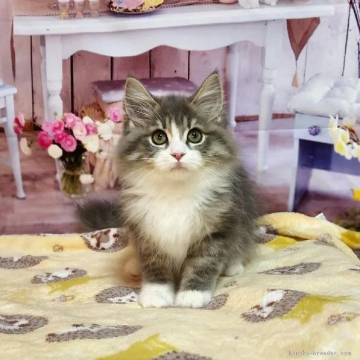 ID:2206-02657の子猫