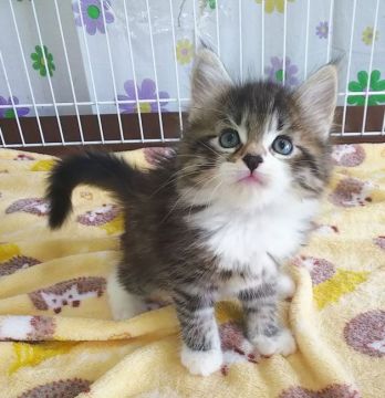 サイベリアン【奈良県・男の子・2021年1月15日・ブラウンタビー&ホワイト】の写真「ソックスのはいた子猫ちゃん✨」