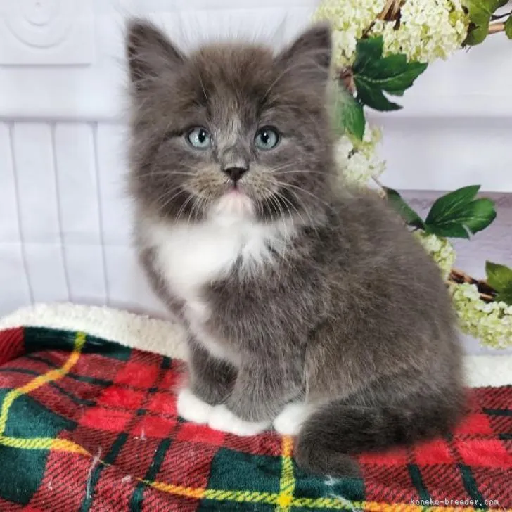 ID:2212-01205の子猫