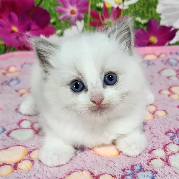 ID:2504-00293の子猫