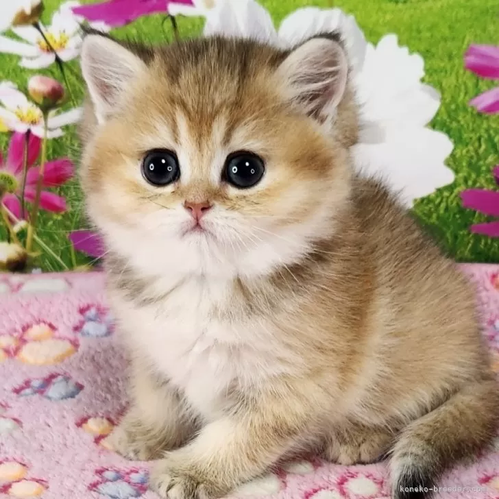 ID:2504-01513の子猫