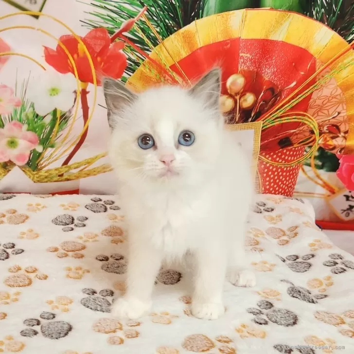 ID:2501-00601の子猫
