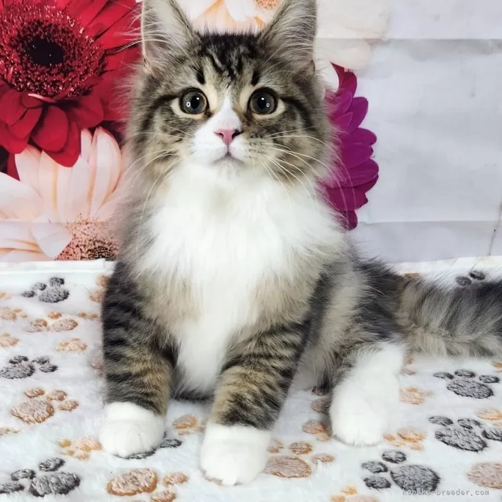 ID:2502-01937の子猫