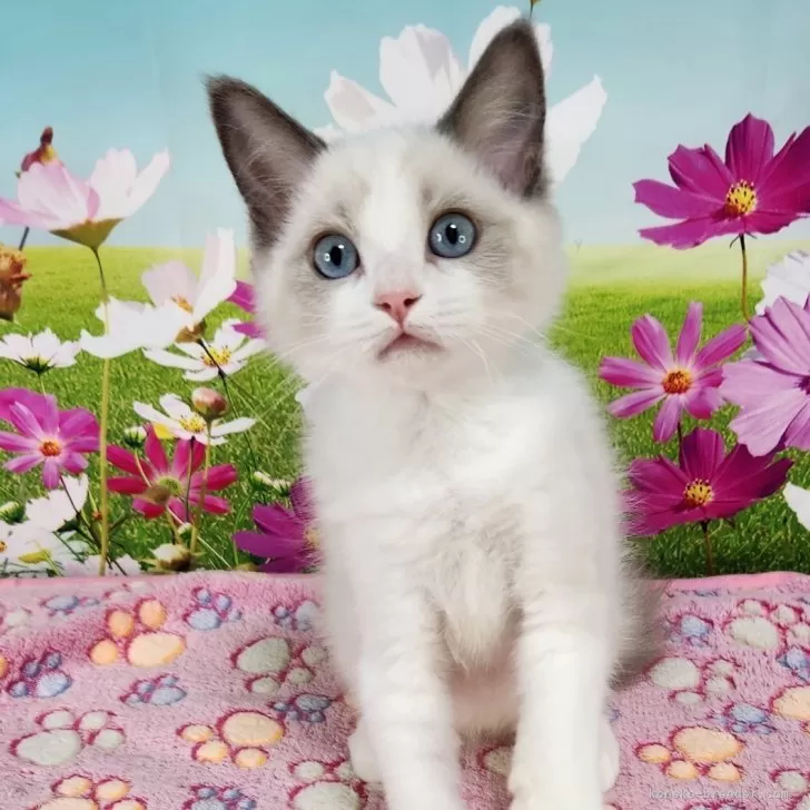 Y.Y 様のお迎えした子猫