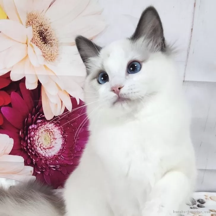 ID:2502-02236の子猫