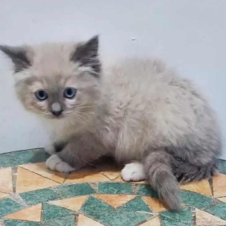 M.H 様のお迎えした子猫