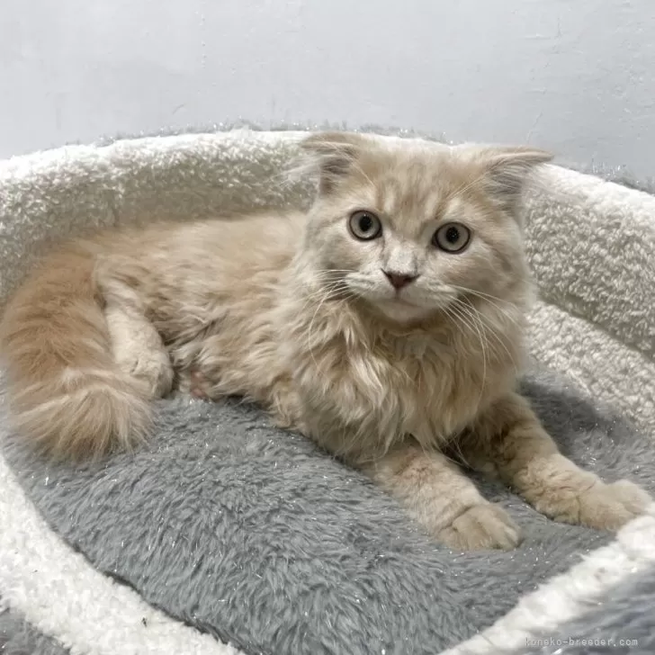 K.T 様のお迎えした子猫