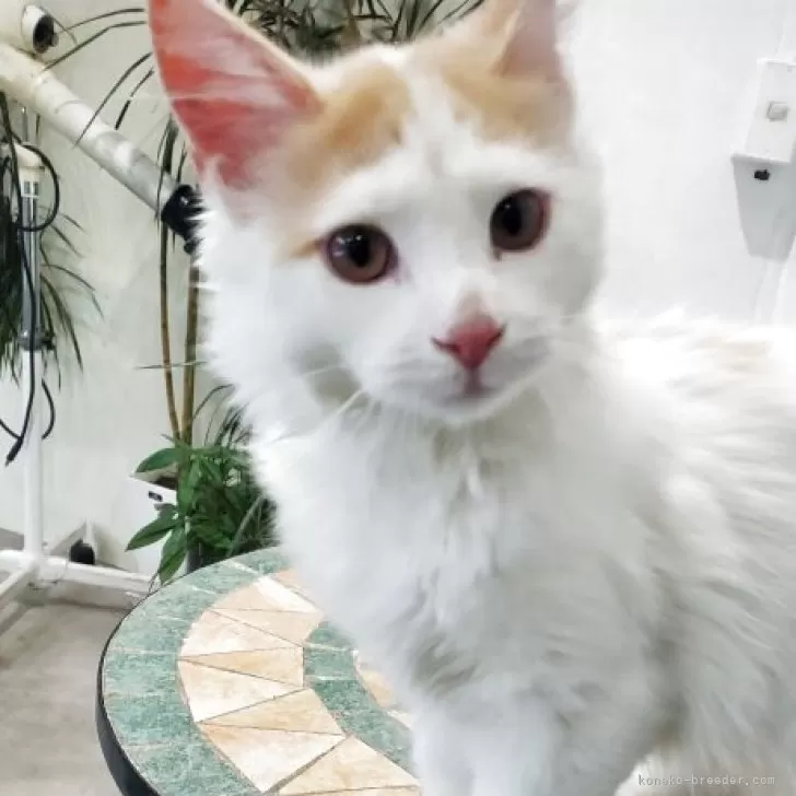 T.H 様のお迎えした子猫