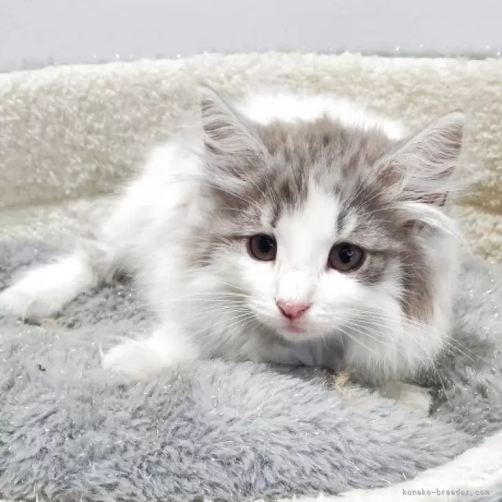Y.F 様のお迎えした子猫