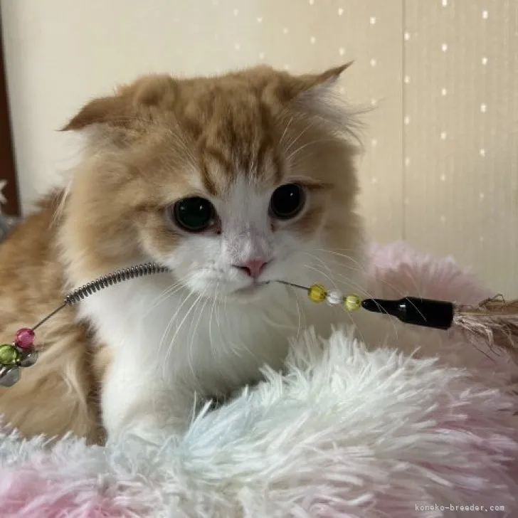 かれん 様のお迎えした子猫