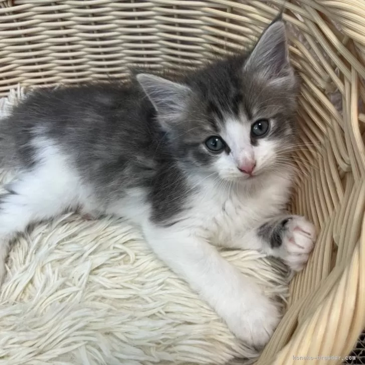 ID:2405-01159の子猫