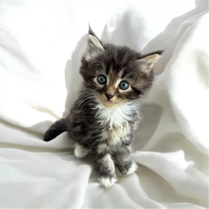 ID:2408-02353の子猫