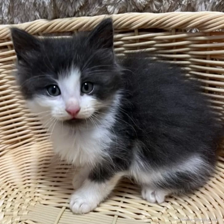 ID:2410-02530の子猫