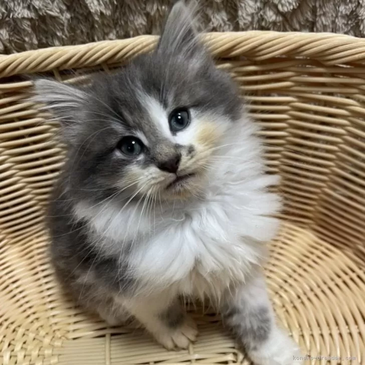 ID:2410-00035の子猫