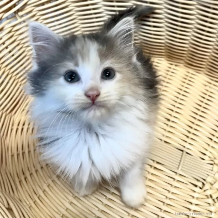 ID:2410-00001の子猫