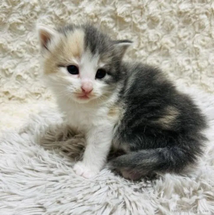 ID:2211-02060の子猫