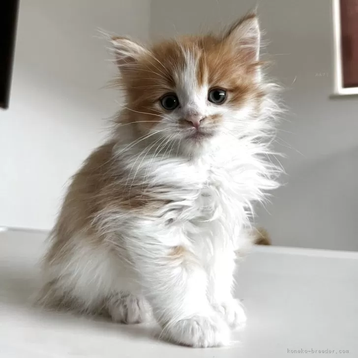 ID:2504-02611の子猫