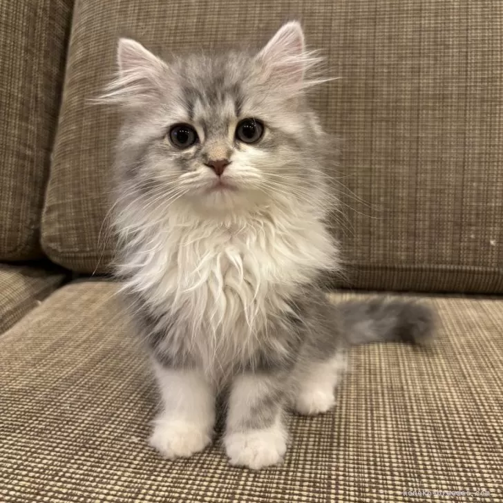 ID:2501-00473の子猫