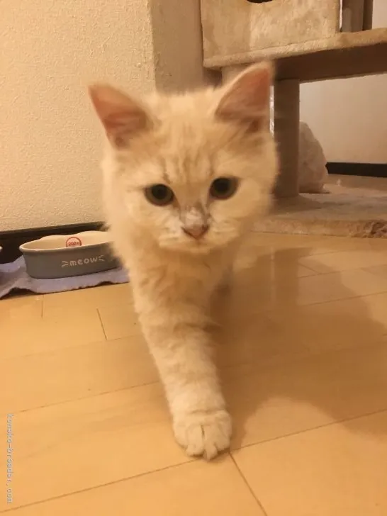 ID:2107-02411の子猫